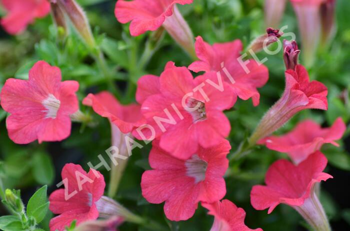 Petúnie 'Tiny Tunia Red' - Petunia hybrida 'Tiny Tunia Red'