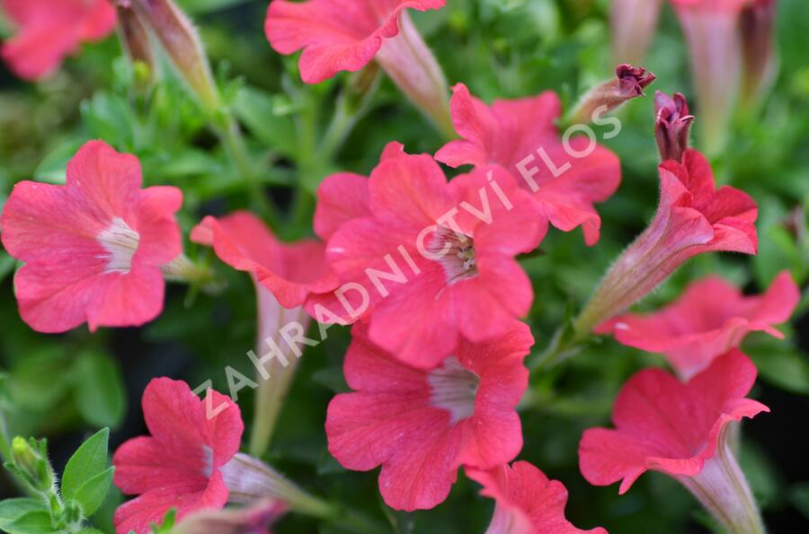 Petúnie 'Tiny Tunia Red' - Petunia hybrida 'Tiny Tunia Red'