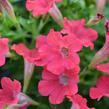 Petúnie 'Tiny Tunia Red' - Petunia hybrida 'Tiny Tunia Red'