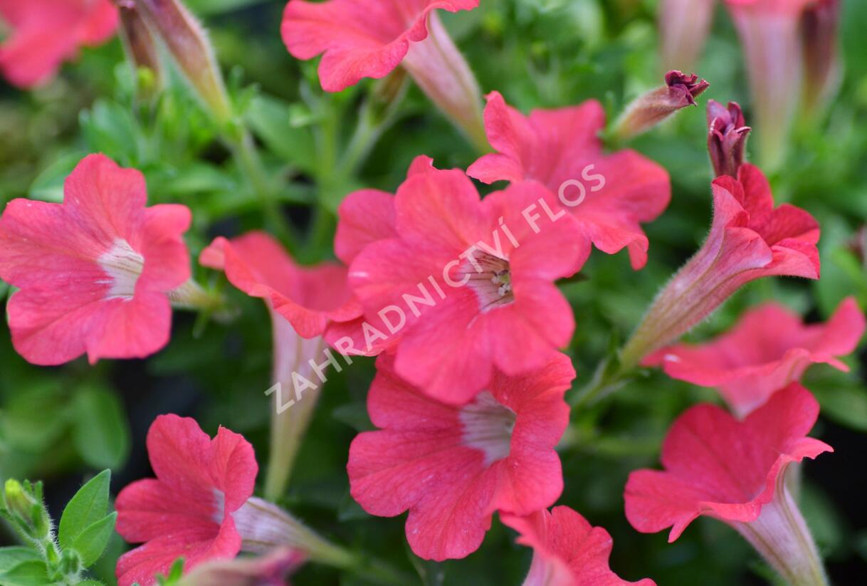Petúnie 'Tiny Tunia Red' - Petunia hybrida 'Tiny Tunia Red'