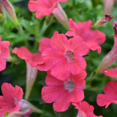 Petúnie 'Tiny Tunia Red' - Petunia hybrida 'Tiny Tunia Red'