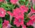 Petúnie 'Tiny Tunia Red'