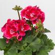 Muškát, pelargonie páskatá klasická 'Deep Rose with Eye' - Pelargonium zonale 'Deep Rose with Eye'