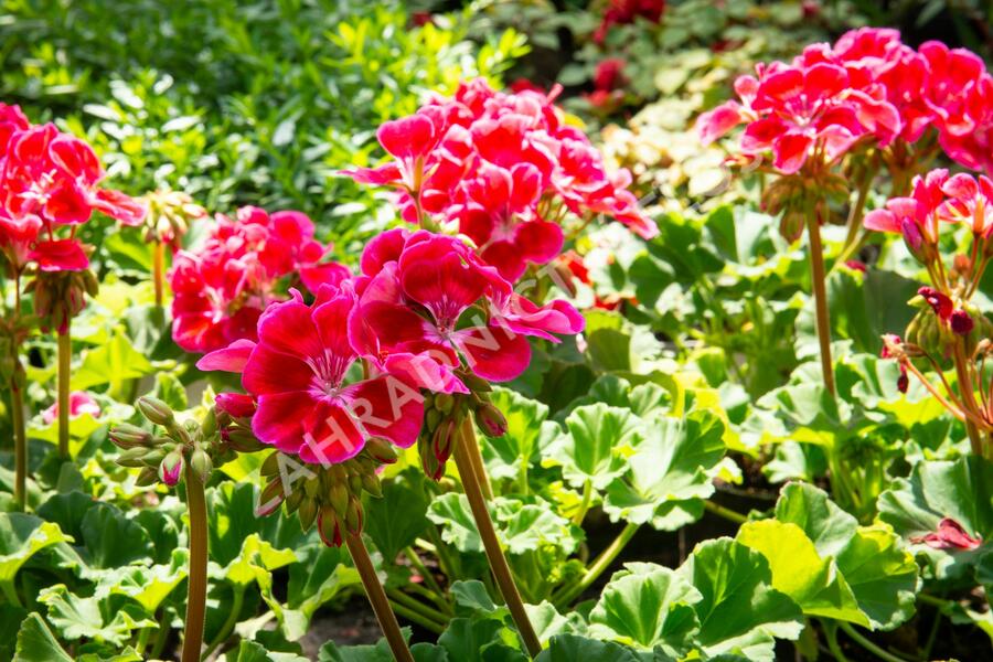 Muškát, pelargonie páskatá klasická 'Deep Rose with Eye' - Pelargonium zonale 'Deep Rose with Eye'