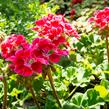 Muškát, pelargonie páskatá klasická 'Deep Rose with Eye' - Pelargonium zonale 'Deep Rose with Eye'