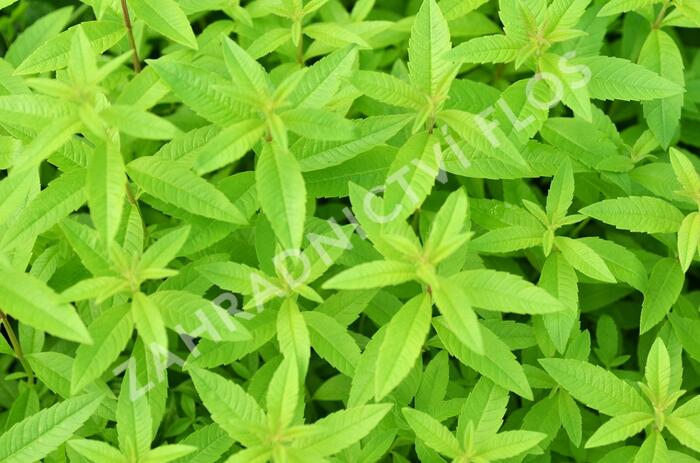 Aloisie trojlistá 'Maria Luisa' - Aloysia triphylla 'Maria Luisa'