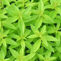 Aloisie trojlistá 'Maria Luisa' - Aloysia triphylla 'Maria Luisa'