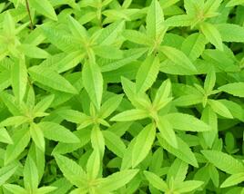 Aloisie trojlistá 'Maria Luisa'
