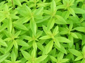 Aloisie trojlistá 'Maria Luisa' - Aloysia triphylla 'Maria Luisa'