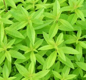 Aloisie trojlistá 'Maria Luisa' - Aloysia triphylla 'Maria Luisa'