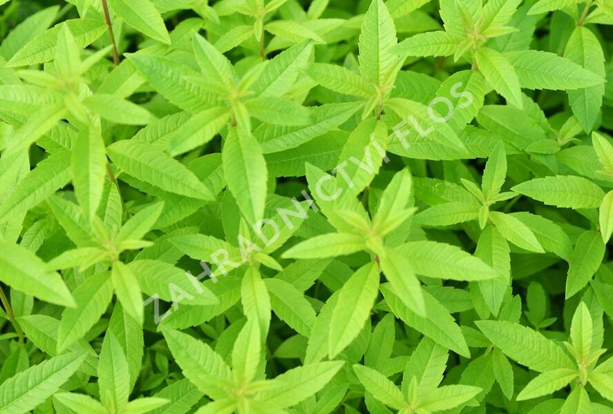 Aloisie trojlistá 'Maria Luisa' - Aloysia triphylla 'Maria Luisa'