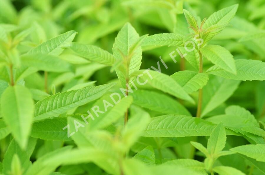 Aloisie trojlistá 'Maria Luisa' - Aloysia triphylla 'Maria Luisa'