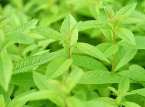 Aloisie trojlistá 'Maria Luisa' - Aloysia triphylla 'Maria Luisa'