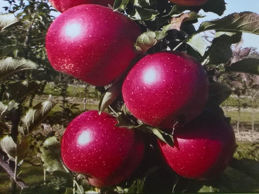 Jabloň zimní 'Redspring' - Malus domestica 'Redspring'