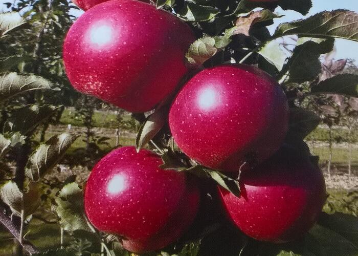 Jabloň zimní 'Redspring' - Malus domestica 'Redspring'