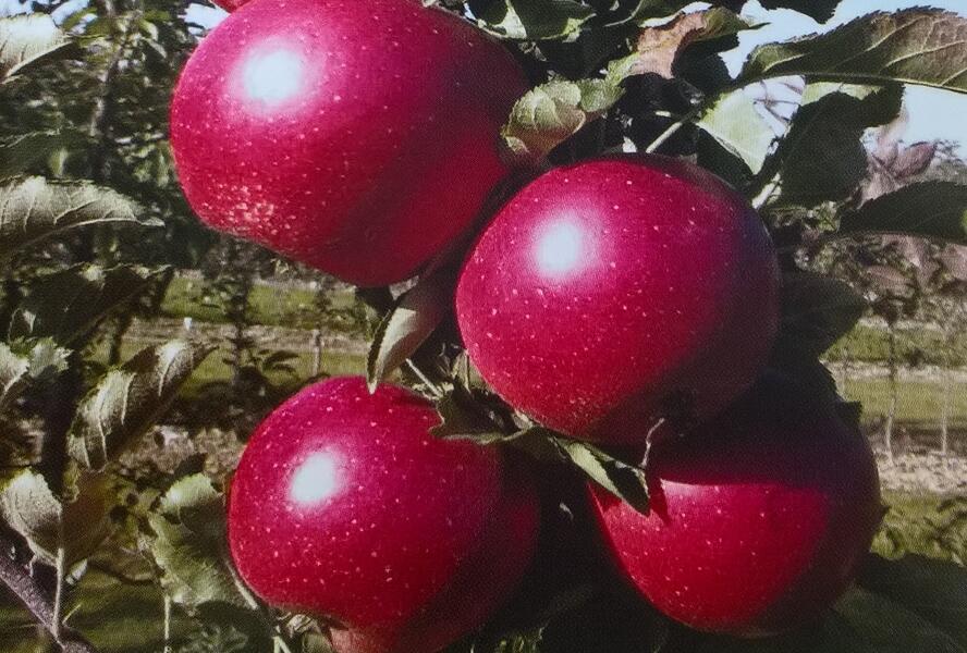 Jabloň zimní 'Redspring' - Malus domestica 'Redspring'