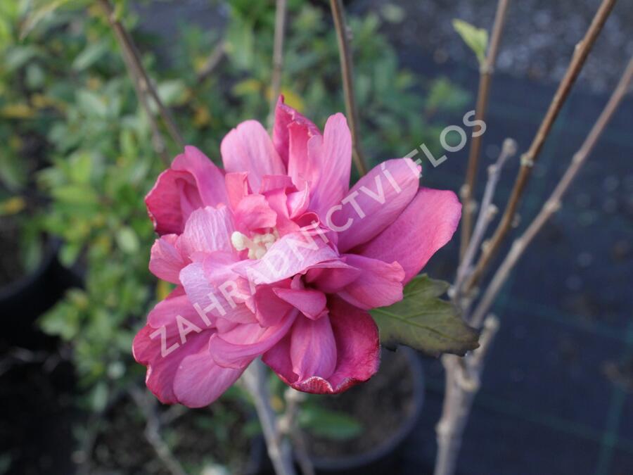 Ibišek syrský 'Freedom' - Hibiscus syriacus 'Freedom'