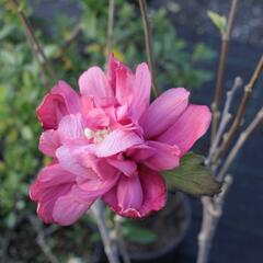Ibišek syrský 'Freedom' - Hibiscus syriacus 'Freedom'