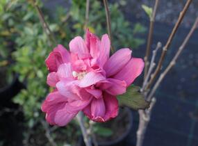 Ibišek syrský 'Freedom' - Hibiscus syriacus 'Freedom'