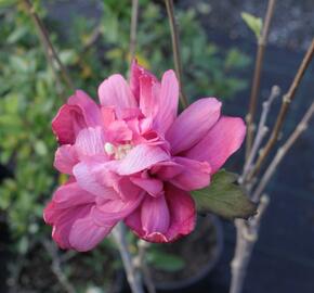 Ibišek syrský 'Freedom' - Hibiscus syriacus 'Freedom'