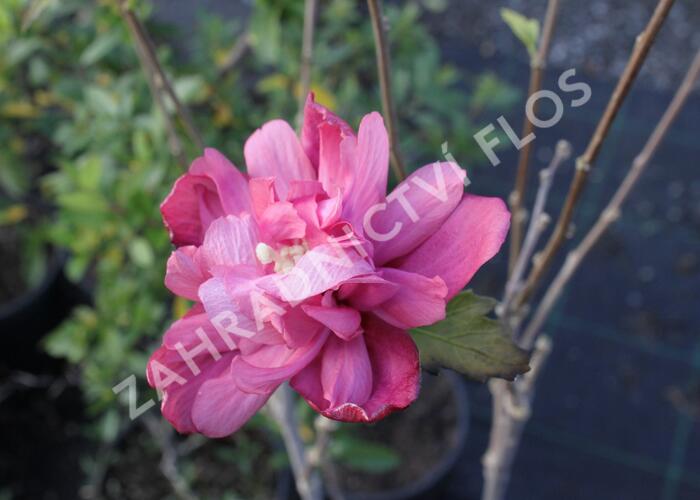 Ibišek syrský 'Freedom' - Hibiscus syriacus 'Freedom'