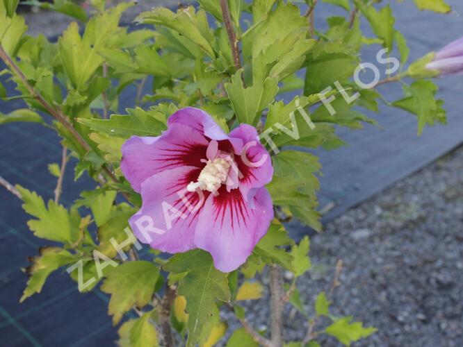 Ibišek syrský 'Maike' - Hibiscus syriacus 'Maike'