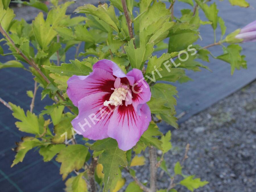 Ibišek syrský 'Maike' - Hibiscus syriacus 'Maike'