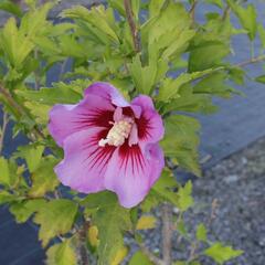 Ibišek syrský 'Maike' - Hibiscus syriacus 'Maike'