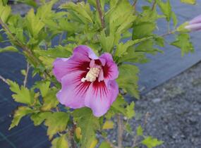 Ibišek syrský 'Maike' - Hibiscus syriacus 'Maike'