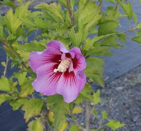 Ibišek syrský 'Maike' - Hibiscus syriacus 'Maike'