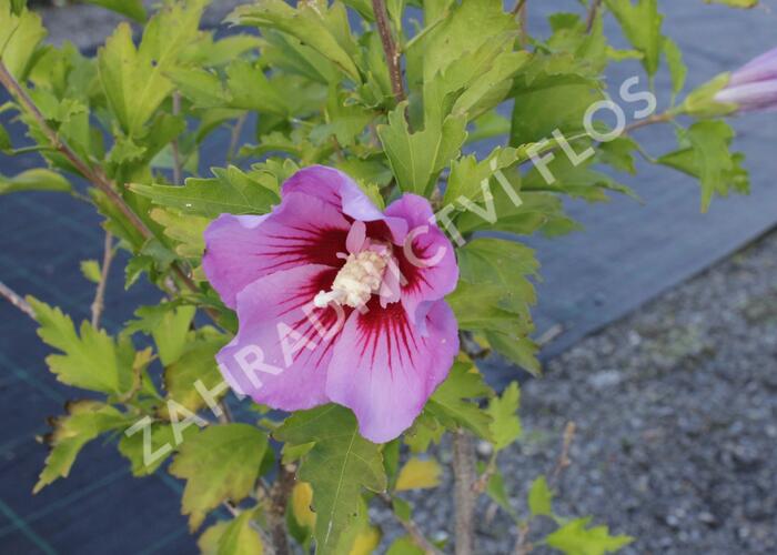 Ibišek syrský 'Maike' - Hibiscus syriacus 'Maike'