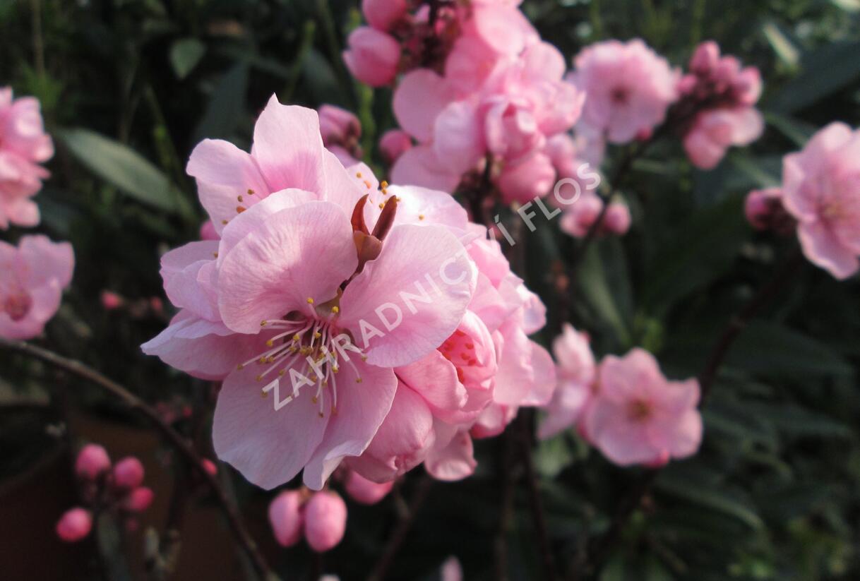 Slivoň 'Spring Glow' - Prunus x persicoides 'Spring Glow'