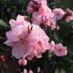 Slivoň 'Spring Glow' - Prunus x persicoides 'Spring Glow'
