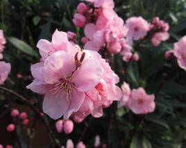 Slivoň 'Spring Glow'