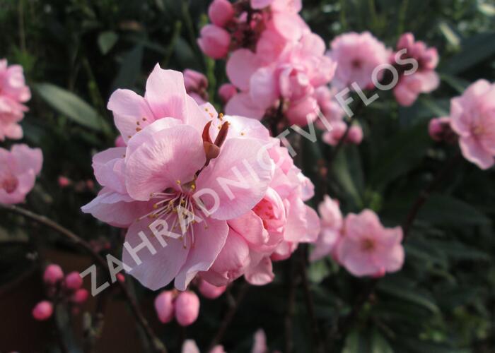 Slivoň 'Spring Glow' - Prunus x persicoides 'Spring Glow'