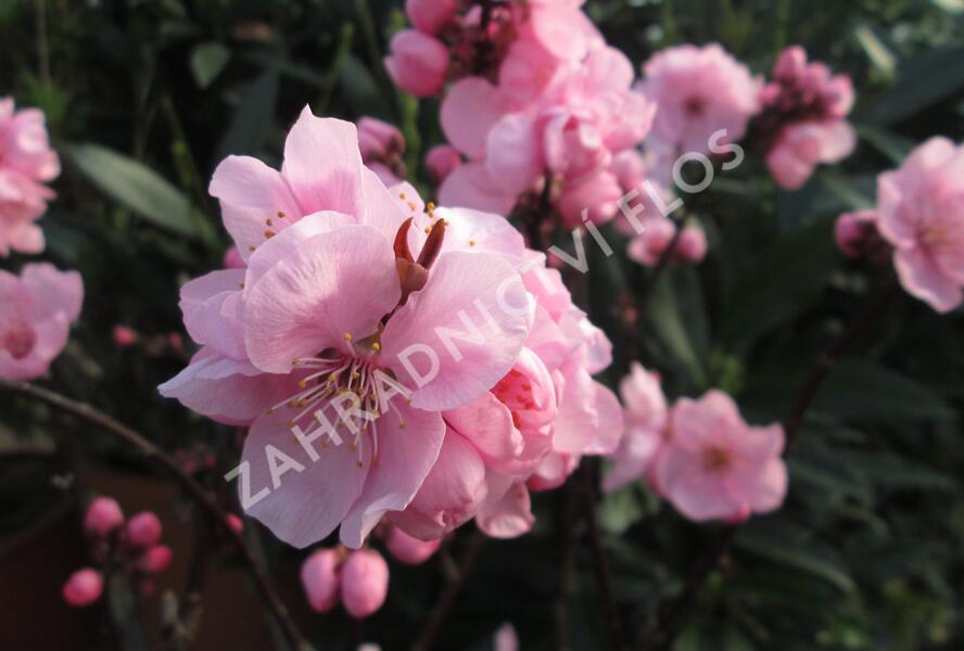 Slivoň 'Spring Glow' - Prunus x persicoides 'Spring Glow'