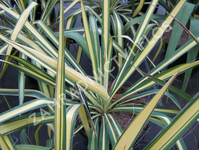 Juka vláknitá 'Golden Sword' - Yucca filamentosa 'Golden Sword'