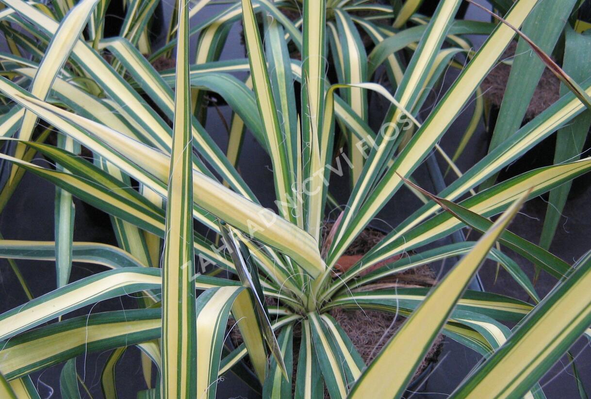 Juka vláknitá 'Golden Sword' - Yucca filamentosa 'Golden Sword'