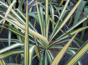 Juka vláknitá 'Golden Sword' - Yucca filamentosa 'Golden Sword'