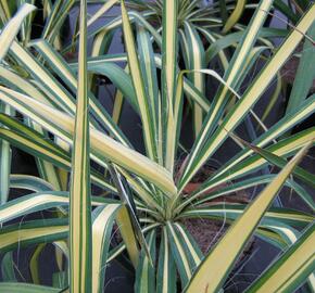 Juka vláknitá 'Golden Sword' - Yucca filamentosa 'Golden Sword'