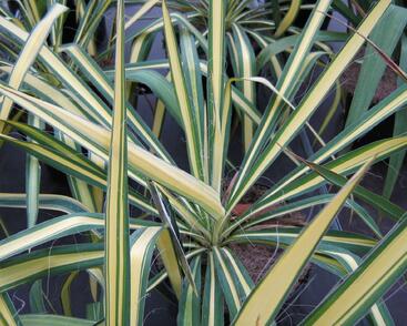 Juka vláknitá 'Golden Sword'