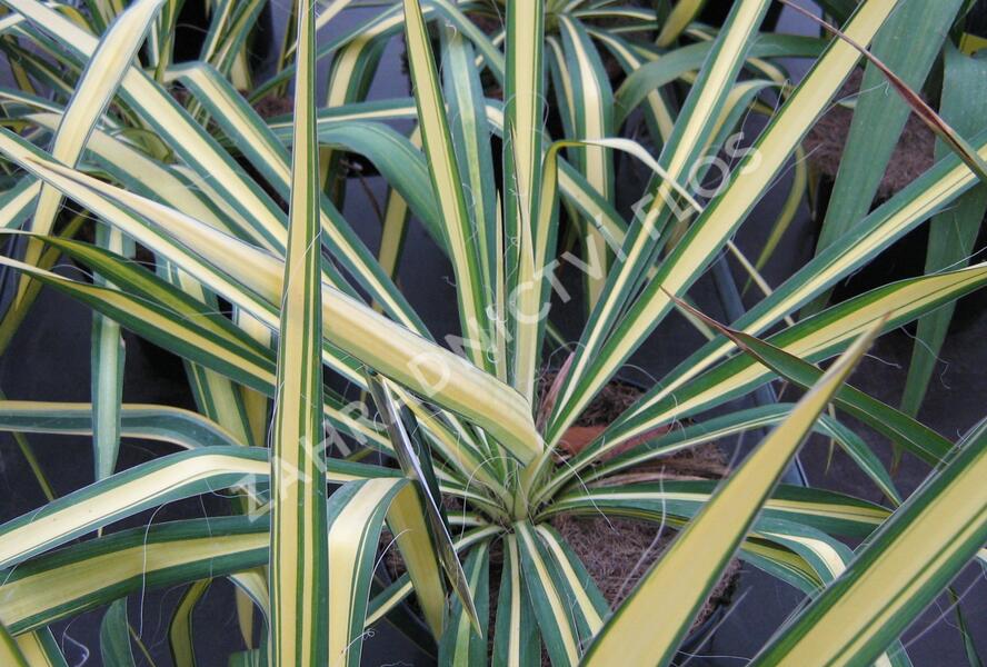 Juka vláknitá 'Golden Sword' - Yucca filamentosa 'Golden Sword'