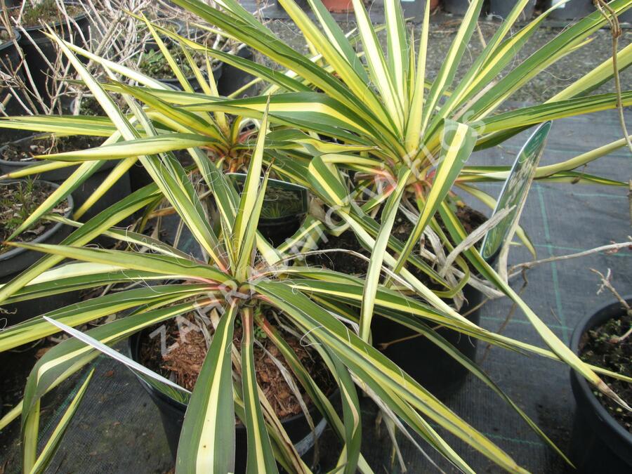 Juka vláknitá 'Golden Sword' - Yucca filamentosa 'Golden Sword'