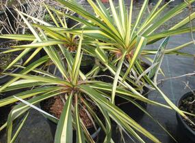 Juka vláknitá 'Golden Sword' - Yucca filamentosa 'Golden Sword'