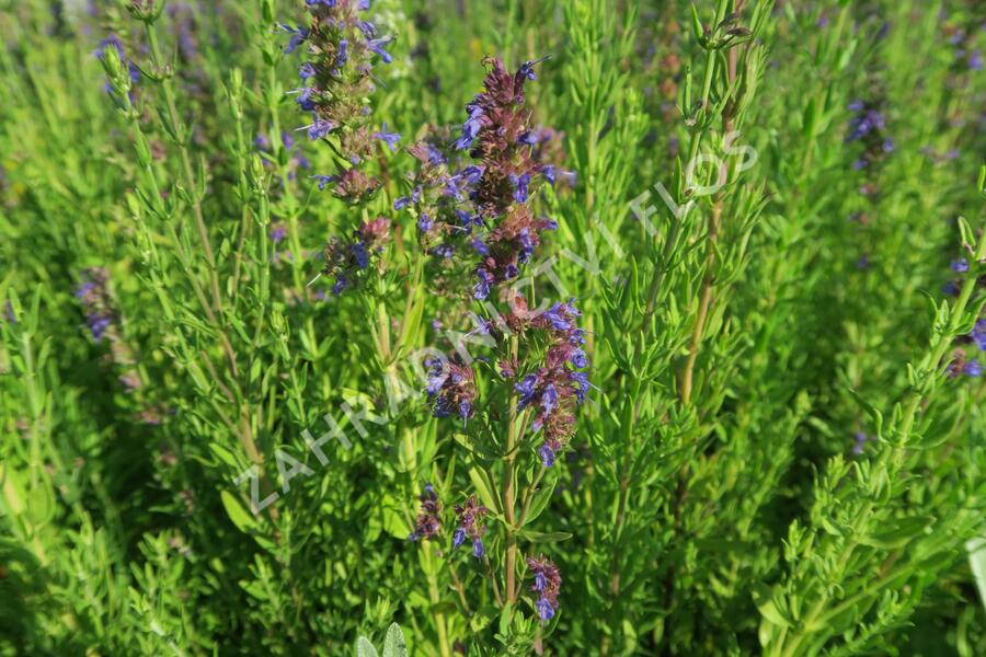 Yzop lékařský ssp. aristatus - Hyssopus officinalis ssp. aristatus
