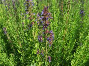 Yzop lékařský ssp. aristatus - Hyssopus officinalis ssp. aristatus