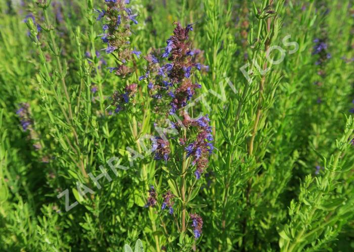 Yzop lékařský ssp. aristatus - Hyssopus officinalis ssp. aristatus