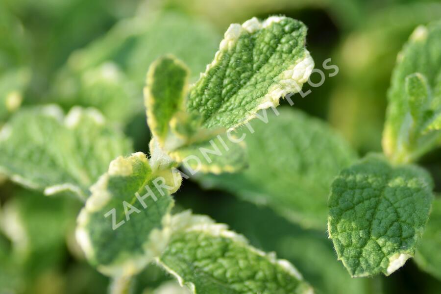 Máta huňatá 'Variegata' - Mentha rotundifolia 'Variegata'