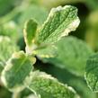 Máta huňatá 'Variegata' - Mentha rotundifolia 'Variegata'