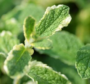 Máta huňatá 'Variegata' - Mentha rotundifolia 'Variegata'